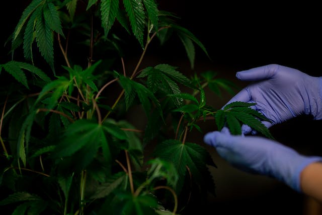 person wear covers while handling a marijuana plant